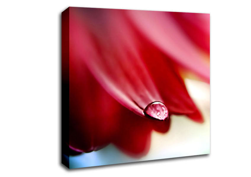 Drop On Flower Petal Canvas Wall Art