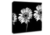 Gerbera Daisies Black And White Canvas Wall Art