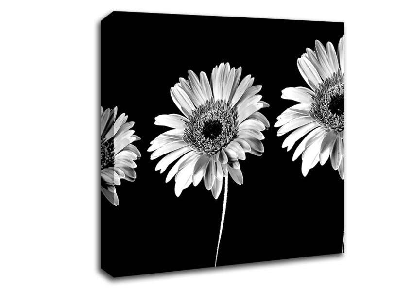 Gerbera Daisies Black And White Canvas Wall Art