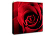 Rose Petal Beauty Red Canvas Wall Art