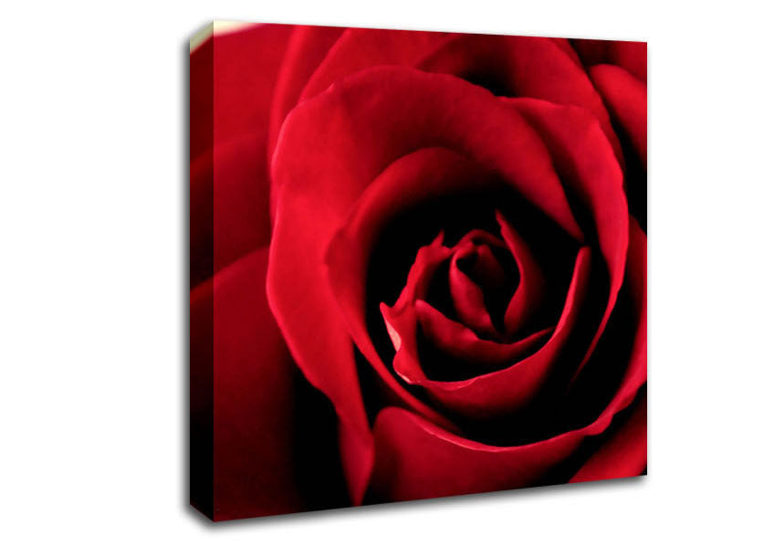 Rose Petal Beauty Red Canvas Wall Art