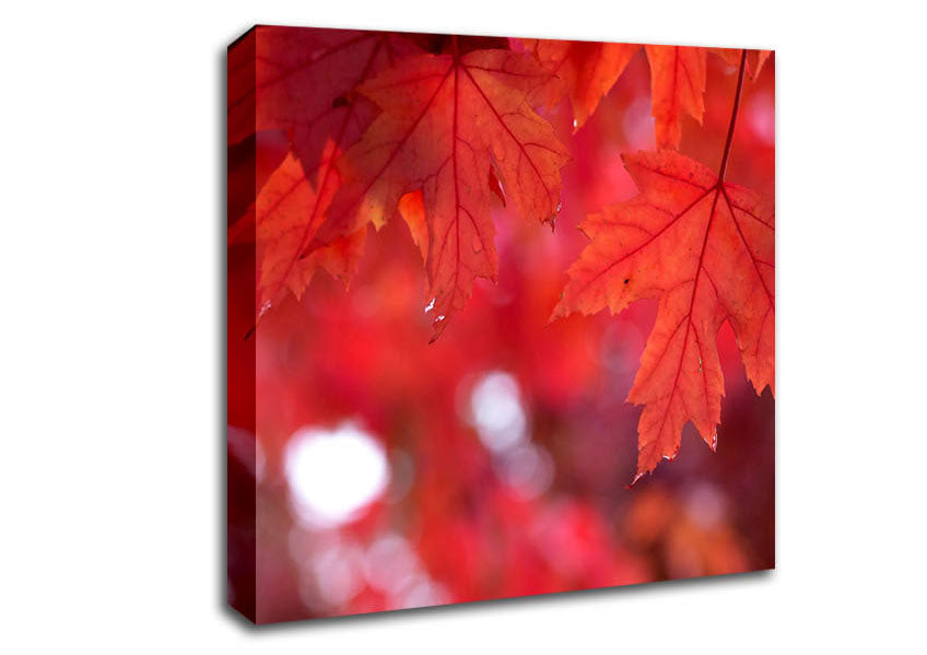 Red Autumn Canvas Wall Art