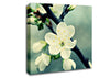 Beautiful Apple Blossom Canvas Wall Art