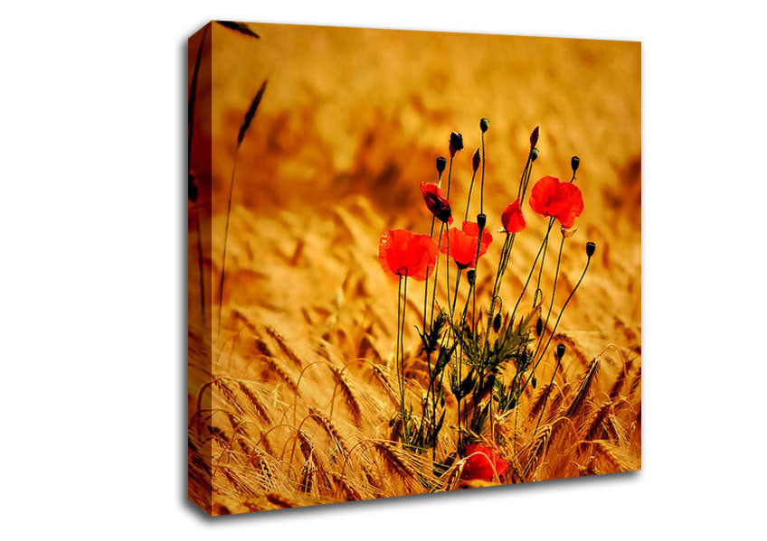 Poppies 3 Canvas Wall Art
