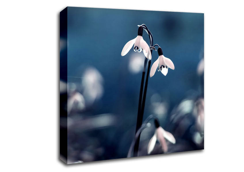 Opened Snowdrops Canvas Wall Art