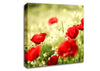Poppies And Chamomile Canvas Wall Art