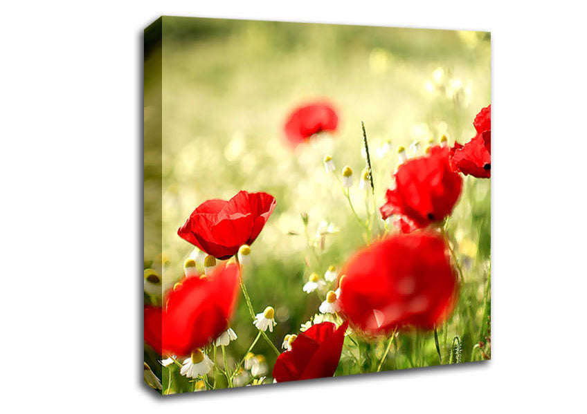 Poppies And Chamomile Canvas Wall Art