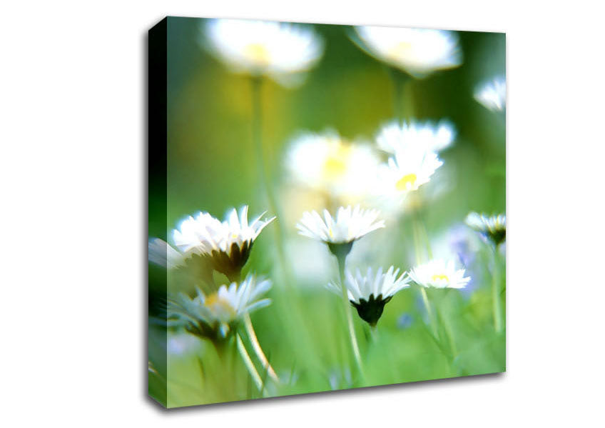 Blurry Daisies Canvas Wall Art