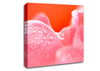 Pink Rose Dew Drop Canvas Wall Art