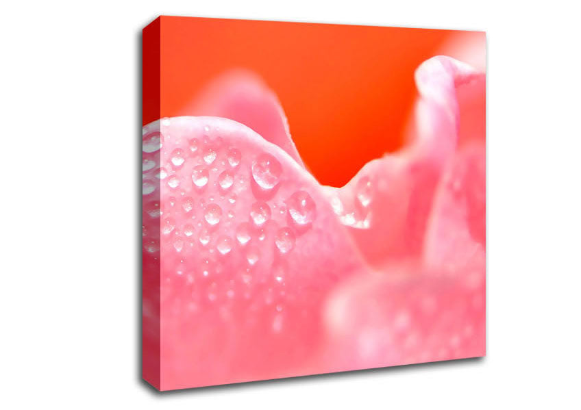 Pink Rose Dew Drop Canvas Wall Art