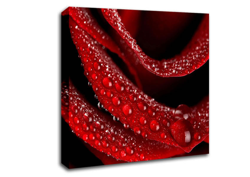 Velvety Rose With Dew Drops Canvas Wall Art