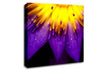 Water Lily Purple Yellow Canvas Wall Art