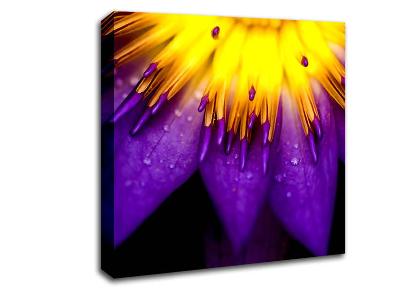 Water Lily Purple Yellow Canvas Wall Art