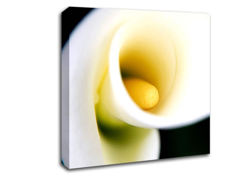 White Calla Lily Canvas Wall Art