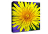 Yellow Wildflower Canvas Wall Art
