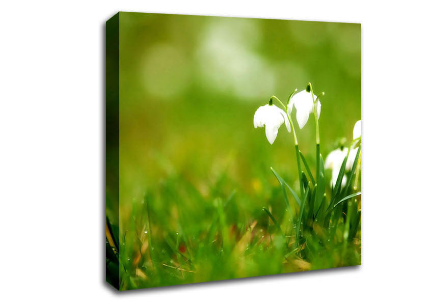 Cute Snowdrops Canvas Wall Art