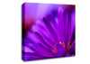 Purple Flower Petals Canvas Wall Art