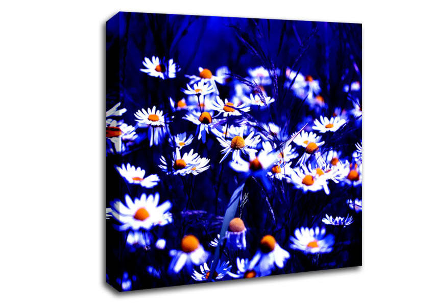 Chamomile Flowers Canvas Wall Art