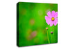 Pink Flower Green Background Canvas Wall Art