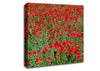 Red Poppy Field Canvas Wall Art