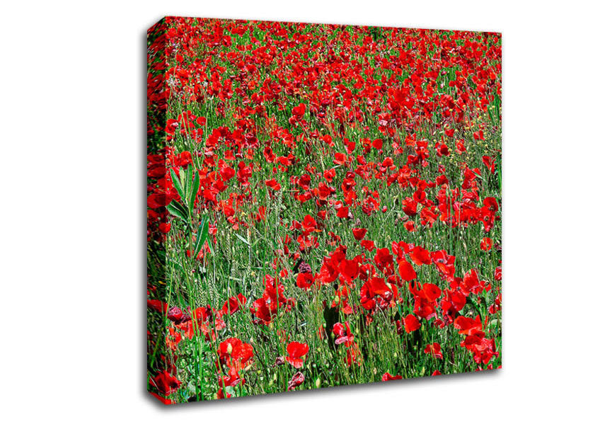Red Poppy Field Canvas Wall Art