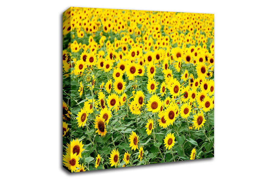 Sunflower Field Canvas Wall Art