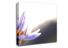 Spring Flowers Crocus Canvas Wall Art