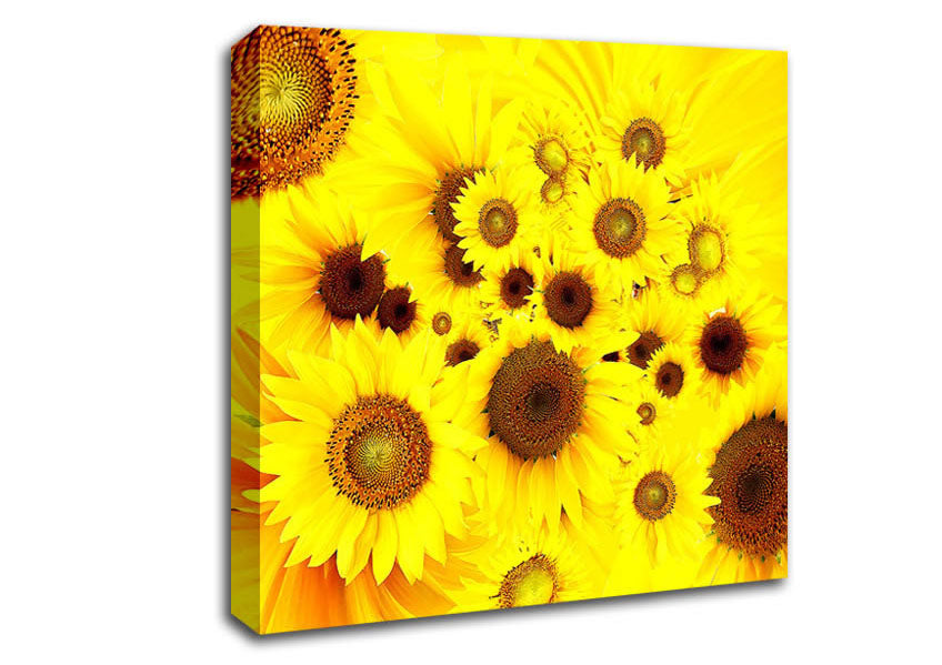 Sunflowers Galore Canvas Wall Art