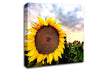 Sunflower Close Up In The Sky Canvas Wall Art