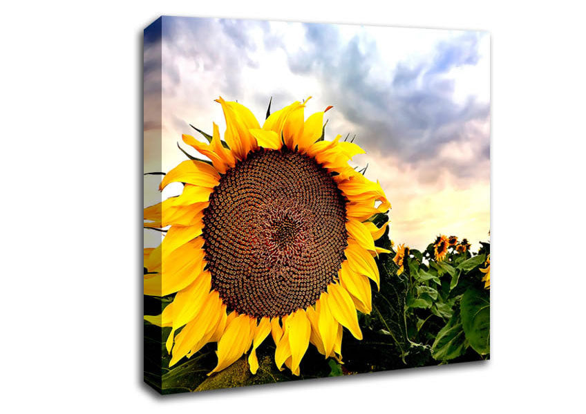 Sunflower Close Up In The Sky Canvas Wall Art