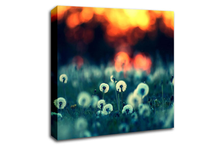 Dandelions At Sunset Canvas Wall Art