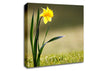 Single Daffodil Canvas Wall Art