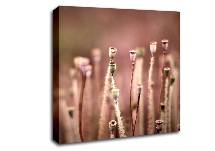 Poppy Pods Canvas Wall Art