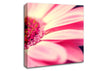 Gerbera Pink Petal Close-up Canvas Wall Art