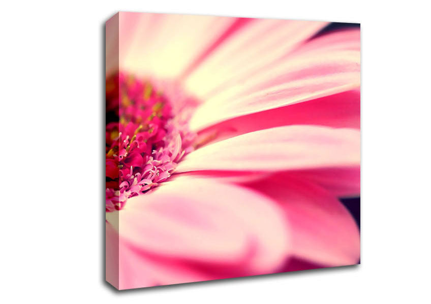 Gerbera Pink Petal Close-up Canvas Wall Art
