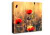 Red Poppy Sun Rays Canvas Wall Art
