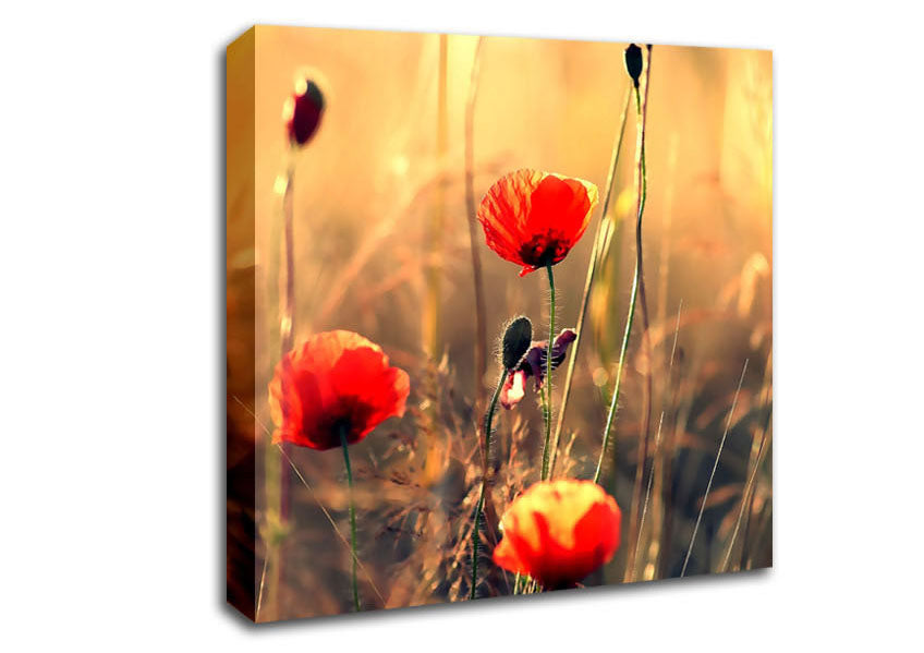 Red Poppy Sun Rays Canvas Wall Art