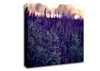 Lavender Canvas Wall Art