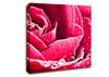 Rose Petals In Bloom Canvas Wall Art