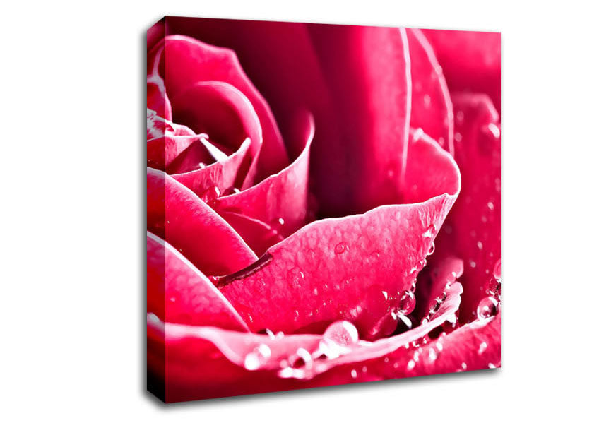 Rose Petals In Bloom Canvas Wall Art
