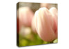 Baby Pink Tulip Canvas Wall Art