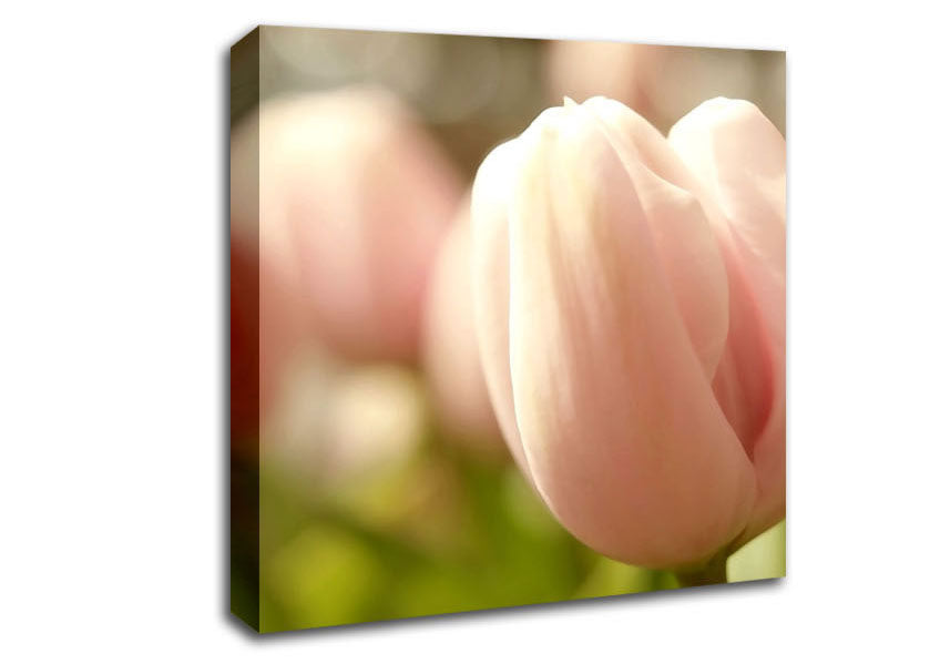 Baby Pink Tulip Canvas Wall Art