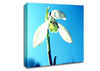 Snowdrop Spring Canvas Wall Art