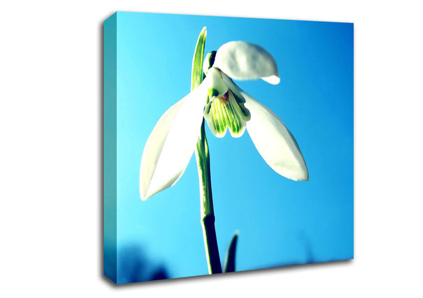 Snowdrop Spring Canvas Wall Art