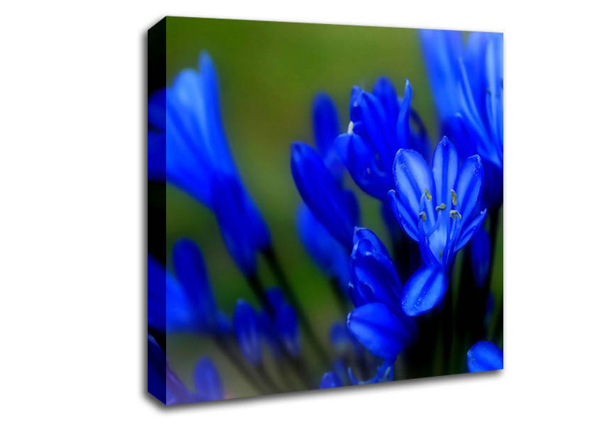 Blue Soft Look Canvas Wall Art