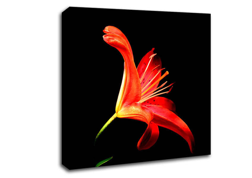 Flower In Space Canvas Wall Art