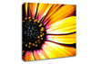 Golden Black Daisy Canvas Wall Art