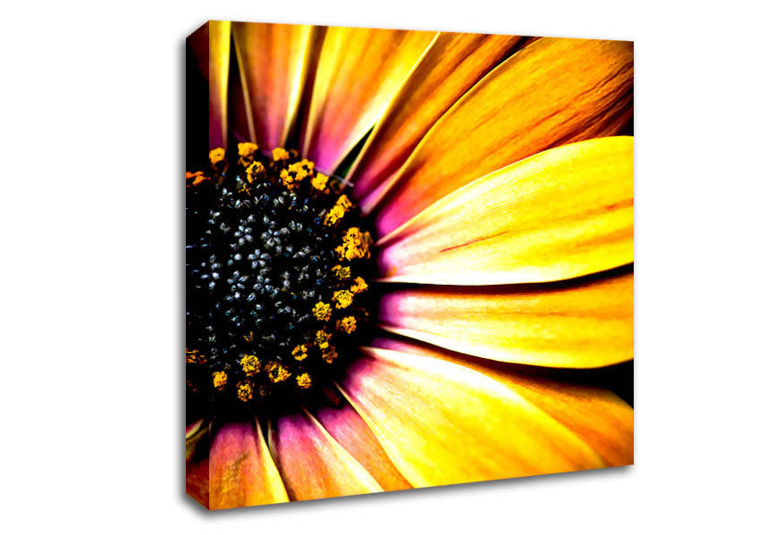 Golden Black Daisy Canvas Wall Art