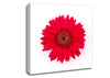 Cerise Gerbera Canvas Wall Art