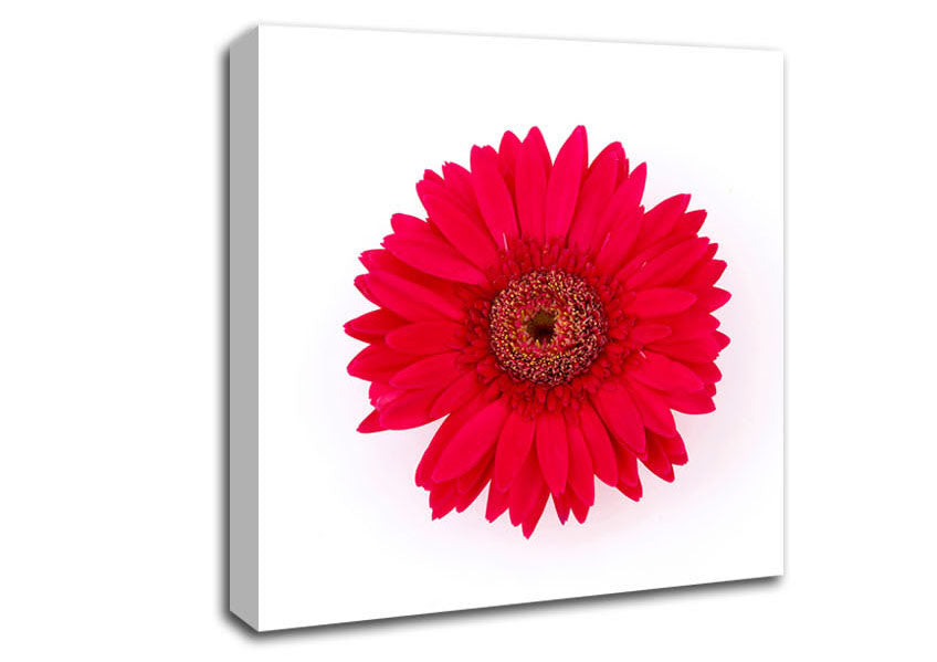 Cerise Gerbera Canvas Wall Art